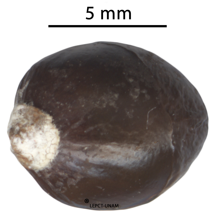 Cupania glabra Cupania glabra